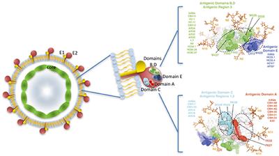 The Rationale for a Preventative HCV Virus-Like Particle (VLP) Vaccine